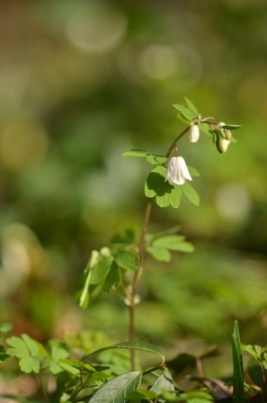 Isopyrum thalictroides L. (3).JPG