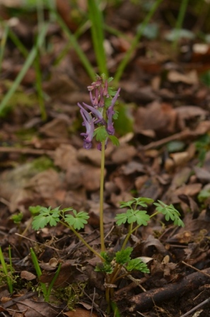 Corydalis solida (L.) Clairv. (10).JPG