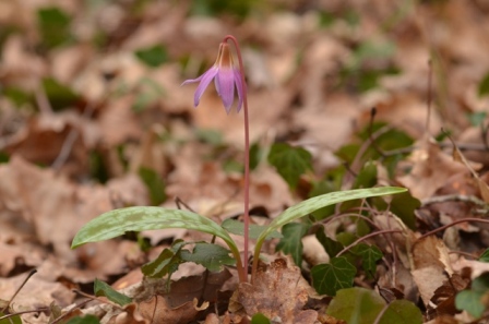 Erythronium dens-canis L. (5).JPG