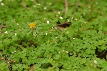 Anemone ranunculoides L. (1).JPG