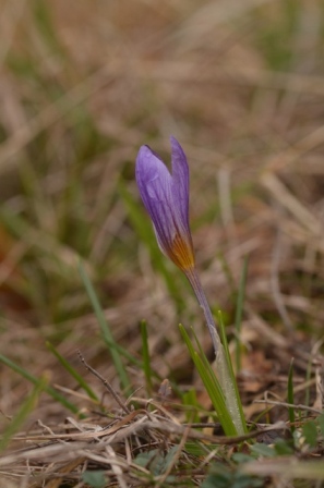 Crocus versicolor Ker Gawl. (7).JPG