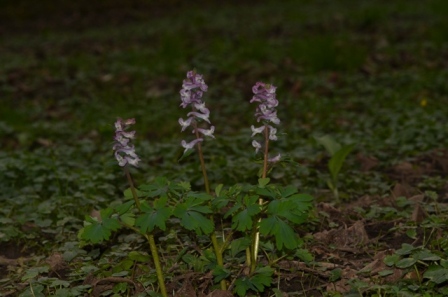 Corydalis cava (L.) Schweigg. & Körte (42).JPG