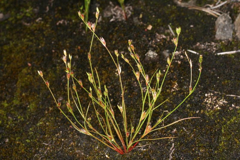 Joncacées - Juncus sp 3 (Carex) - Scandinavie red 1.jpg