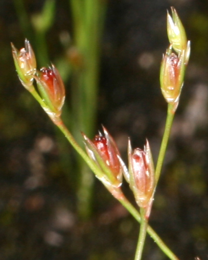 Joncacées - Juncus sp 3 (Carex) - Scandinavie red 2.jpg
