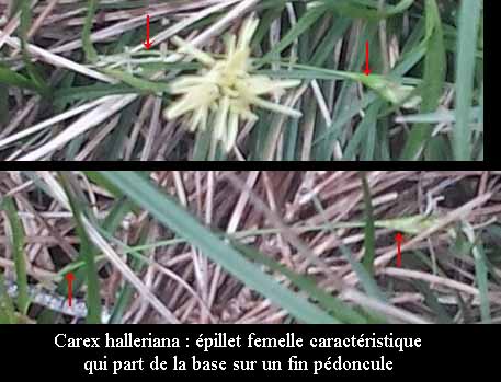 Carex halleriana-Fem caract-Fabrezan-04 2016-LG.jpg
