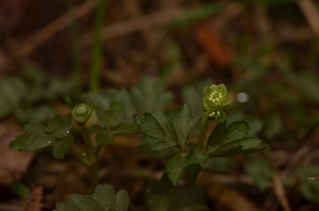 Adoxa moschatellina L. (2).JPG