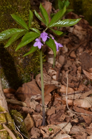 Cardamine pentaphyllos (L.) Crantz (5).JPG