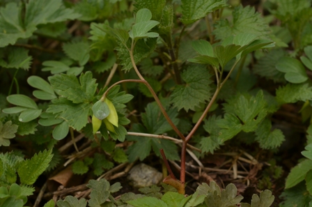 Corydalis intermedia (L.) Mérat (02).JPG