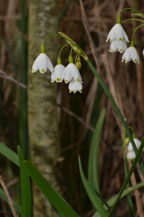 Leucojum aestivum L. (01).JPG