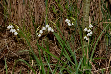 Leucojum aestivum L. (02).JPG