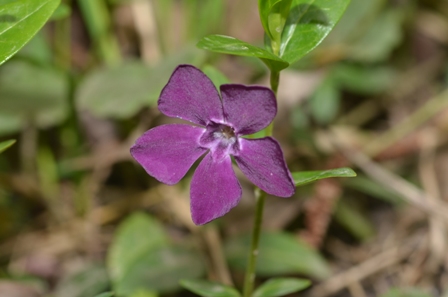 Vinca minor L. (15).JPG