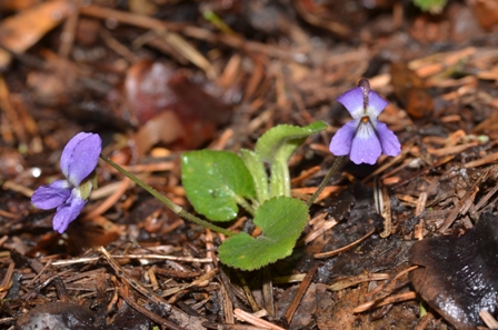 Viola collina Besser (01).JPG