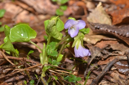 Viola mirabilis L. (01).JPG