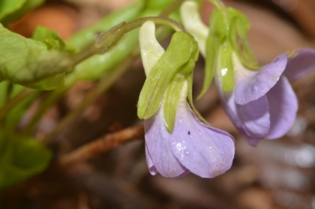 Viola mirabilis L. (02).JPG