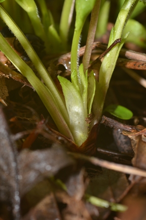 Viola mirabilis L. (03).JPG