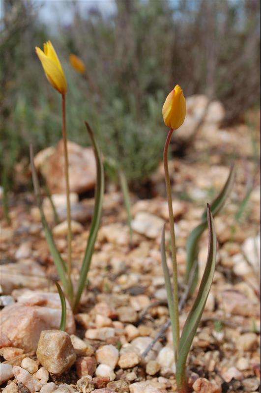 Tulipa sylvestris australis (3)_resized.JPG