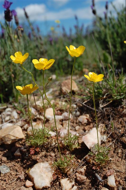 Ranunculus paludosus_resized.JPG