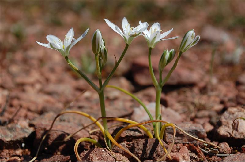 Ornithogalum divergens (5)_resized.JPG