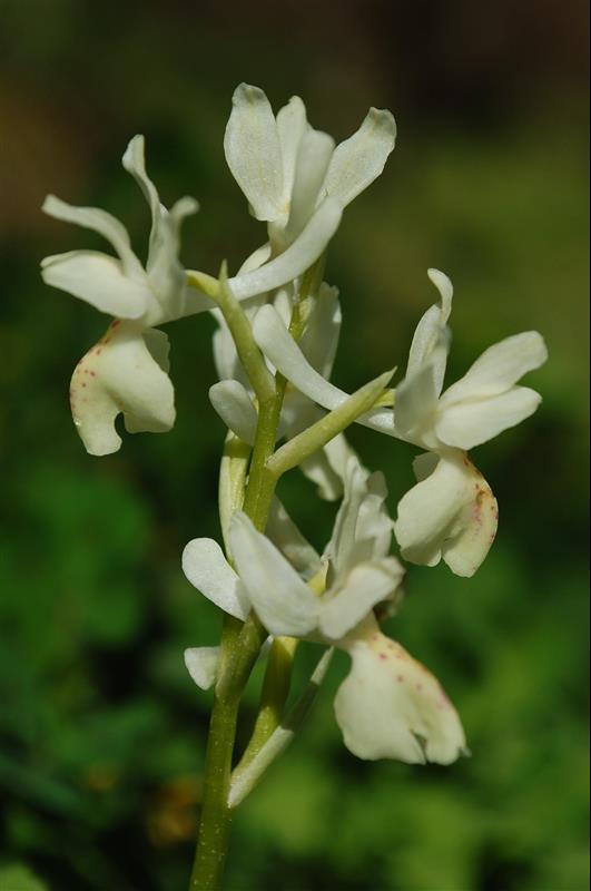 Orchis provincialis3_resized.JPG