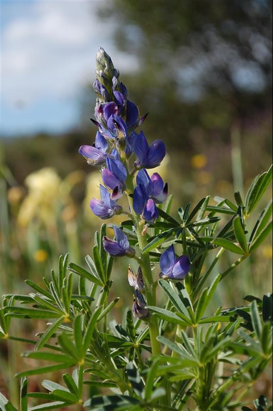 Lupinus angustifolius angustifolius (3)_resized.JPG