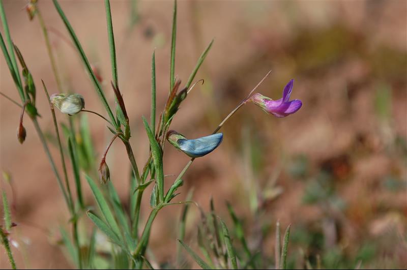 Lathyrus angulatus_resized.JPG