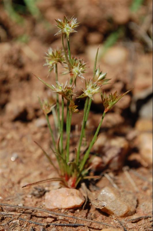 Juncus capitatus (12)_resized.JPG