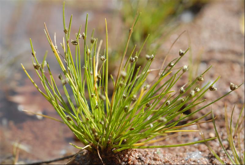 Isolepis setacea (6)_resized.JPG