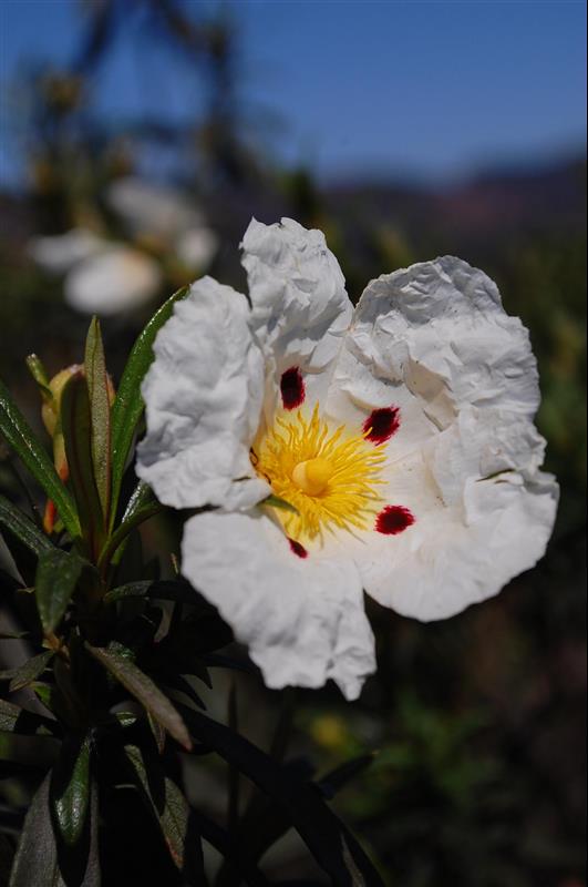 Cistus ladanifer (1)_resized.JPG