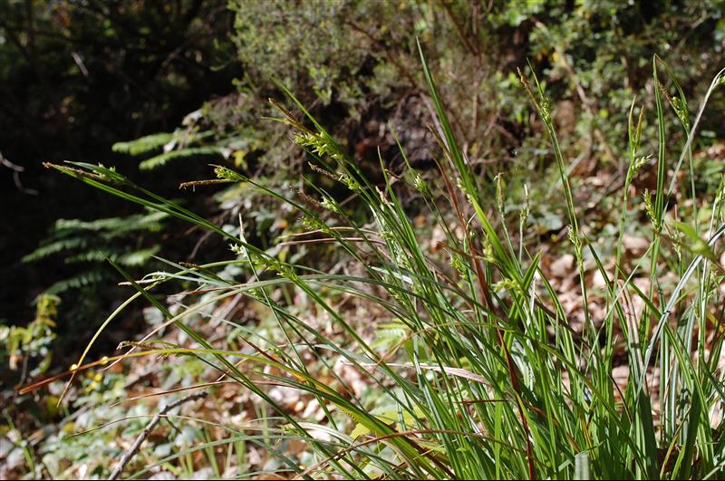 Carex olbiensis (14)_resized.JPG