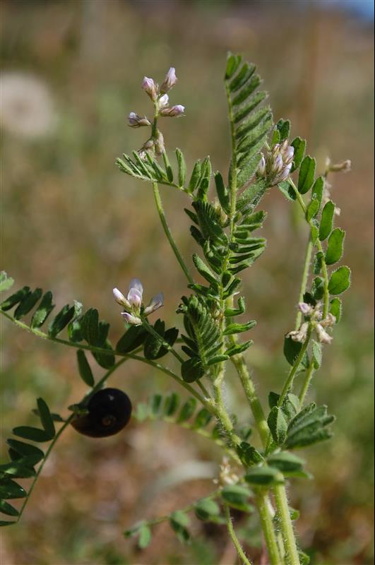Astragalus pelecinus (10)_resized.JPG