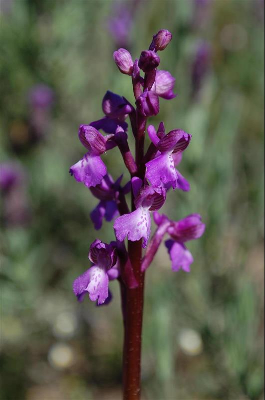 Anacamptis morio picta (7)_resized.JPG