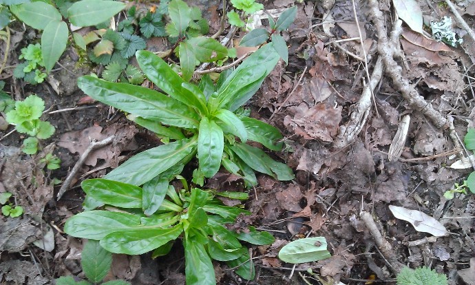 La plante dans le milieu