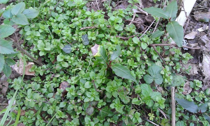 La plante dans le milieu (avec divers plantules)