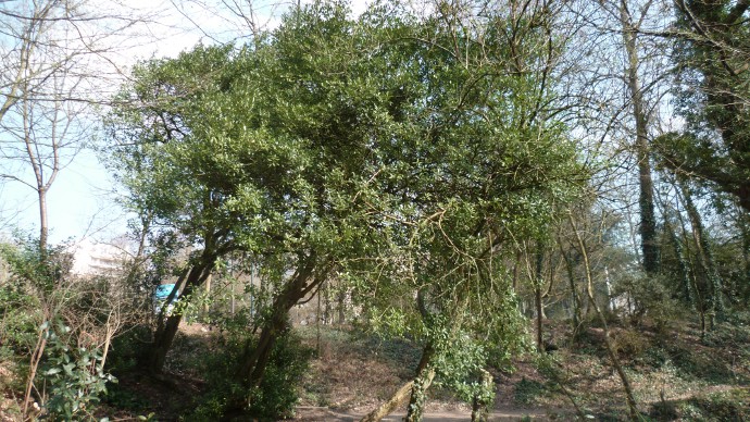 L'arbre dans son milieu