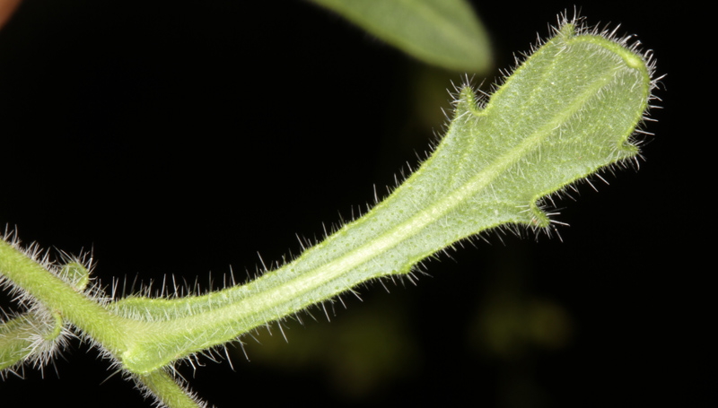 Brassicacées - Biscutella sp - red 2.jpg