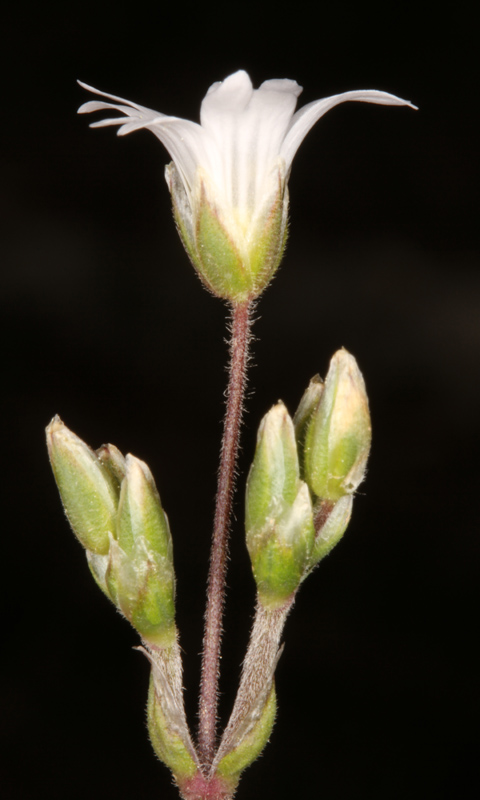 Caryophyllacées - Cerastium arvense - Massif Ste Baume red 1.jpg