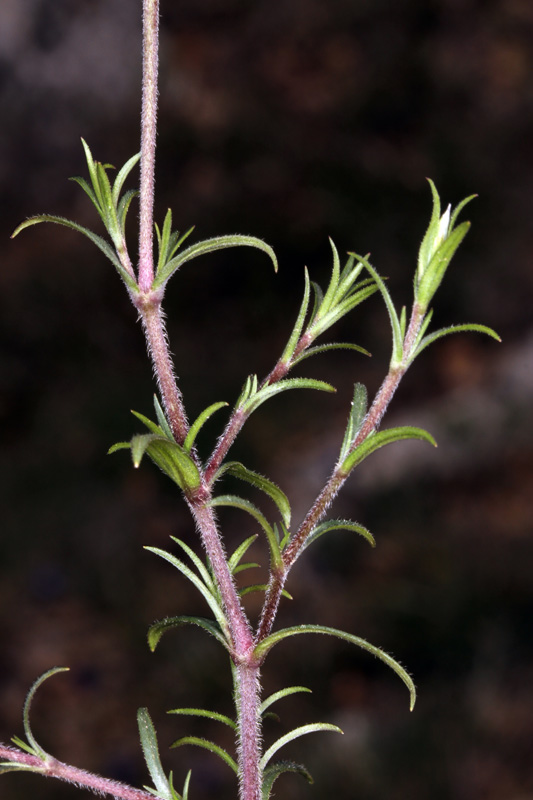 Caryophyllacées - Cerastium arvense - Massif Ste Baume red 3.jpg