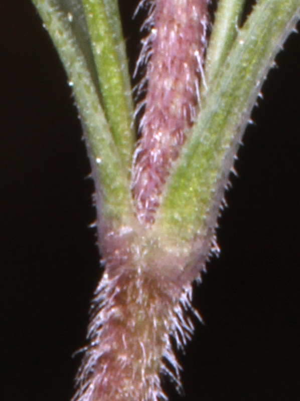 Caryophyllacées - Cerastium arvense - Massif Ste Baume red 5.jpg