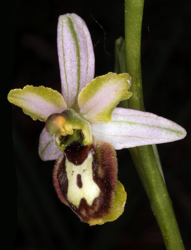 Orchidacées - Ophrys arachnidiformis red 1.jpg