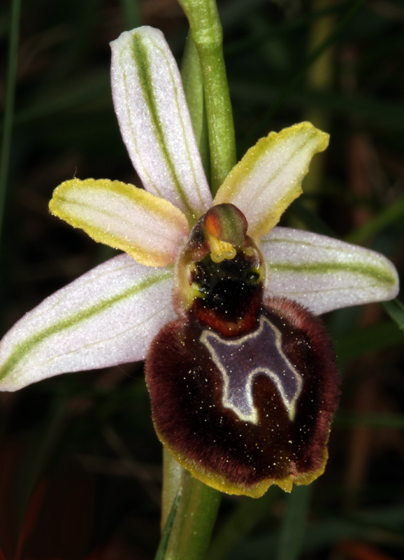 Orchidacées - Ophrys arachnidiformis red 2.jpg