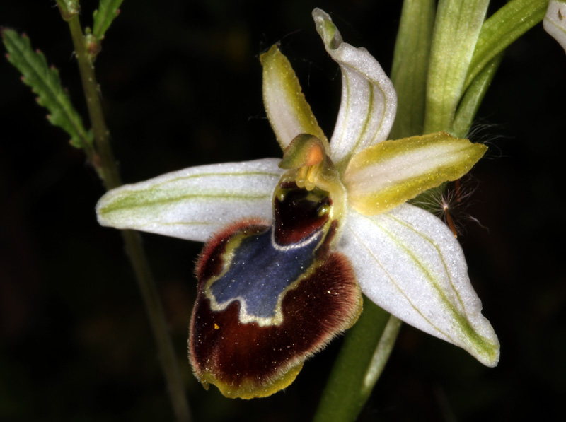 Orchidacées - Ophrys arachnidiformis red 3.jpg