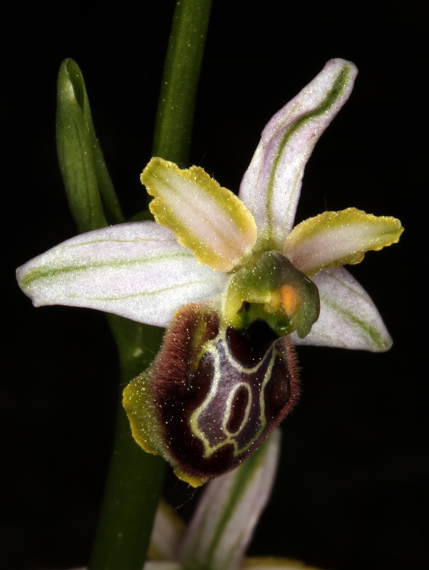 Orchidacées - Ophrys arachnidiformis red 4.jpg