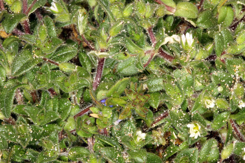 Caryophyllacées - Cerastium sp CM. red 1.jpg