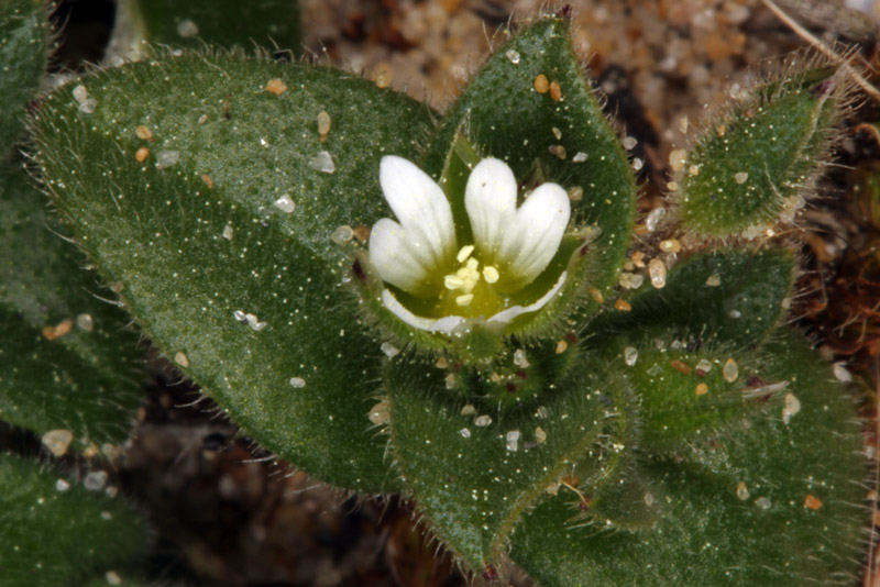 Caryophyllacées - Cerastium sp CM. red 3.jpg