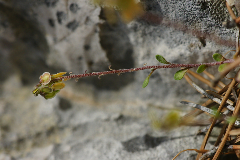 10 Clypeola jonthlaspi