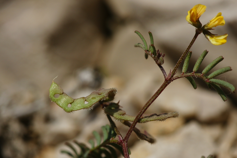 9 Hippocrepis ciliata