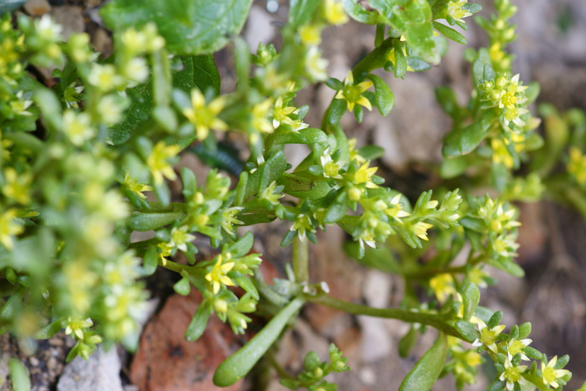 8 Sedum litoreum