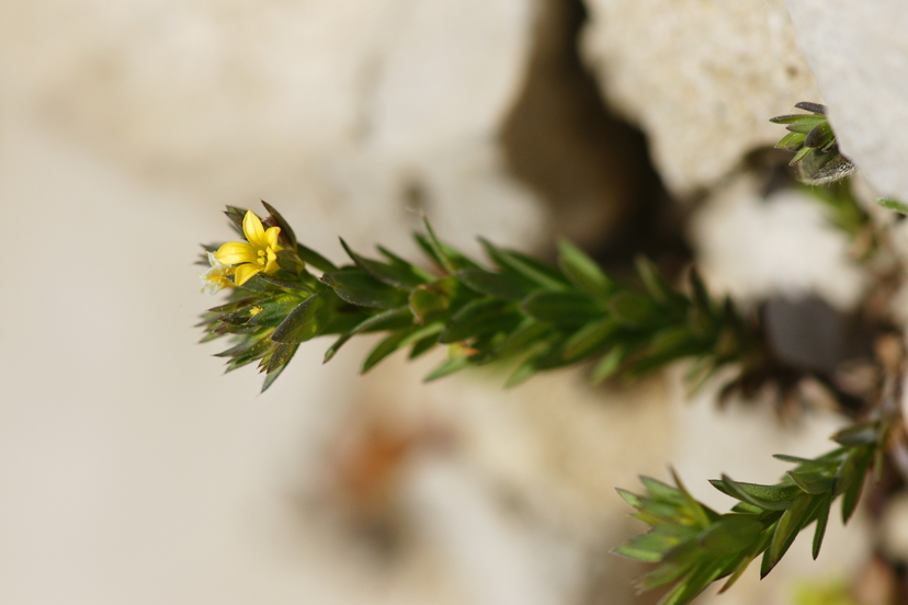 7 Linum strictum