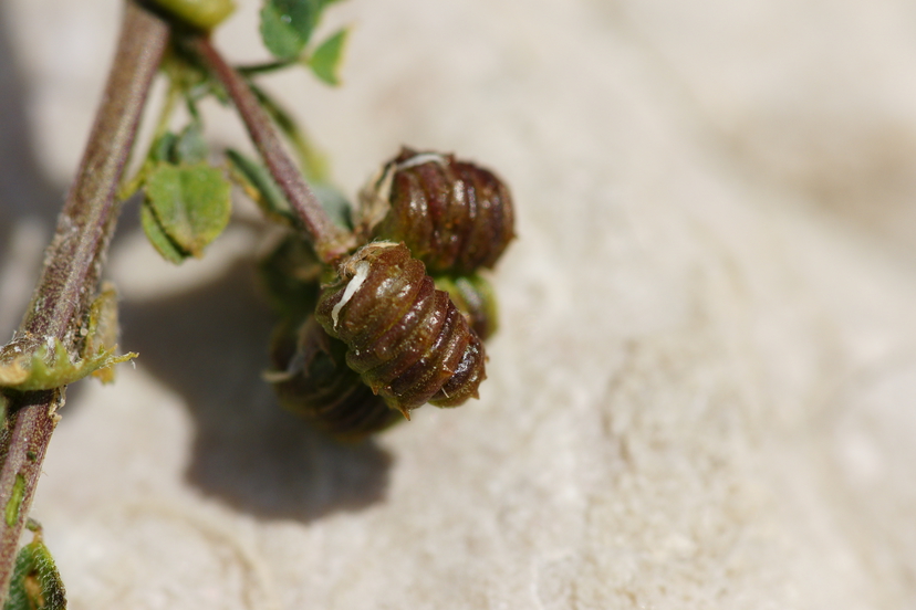 3 Medicago littoralis