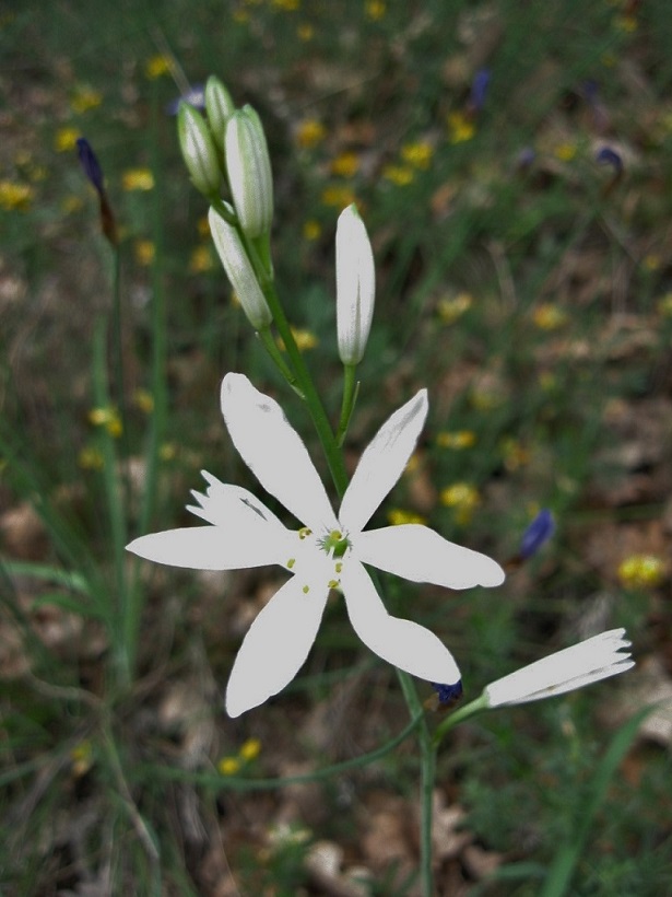 Phalangere à fleur de lys2.jpg